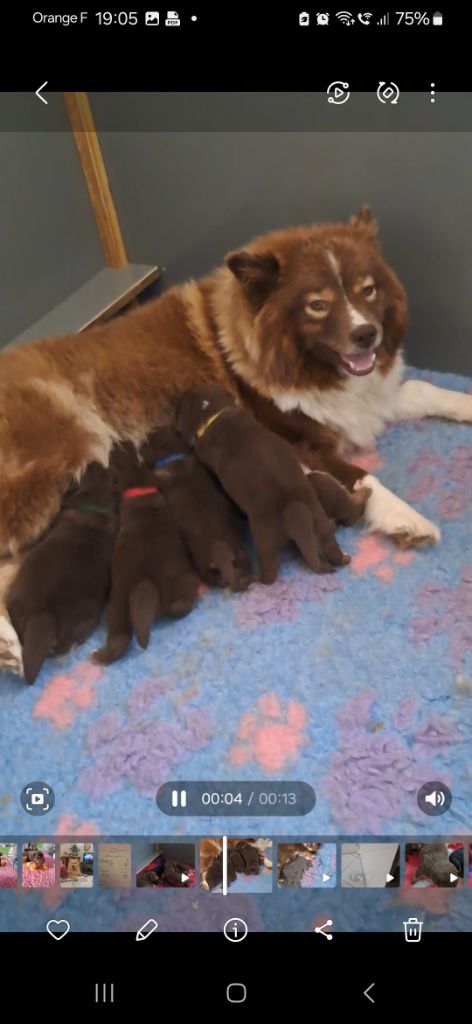 chiot Chien finnois de Laponie Carélie du nord