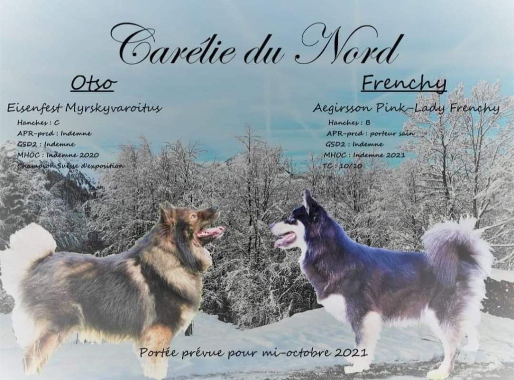 chiot Chien finnois de Laponie Carélie du nord