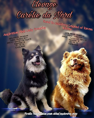 Carélie du nord - Chien finnois de Laponie - Portée née le 31/08/2022