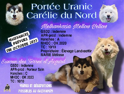 Carélie du nord - Chien finnois de Laponie - Portée née le 22/10/2023