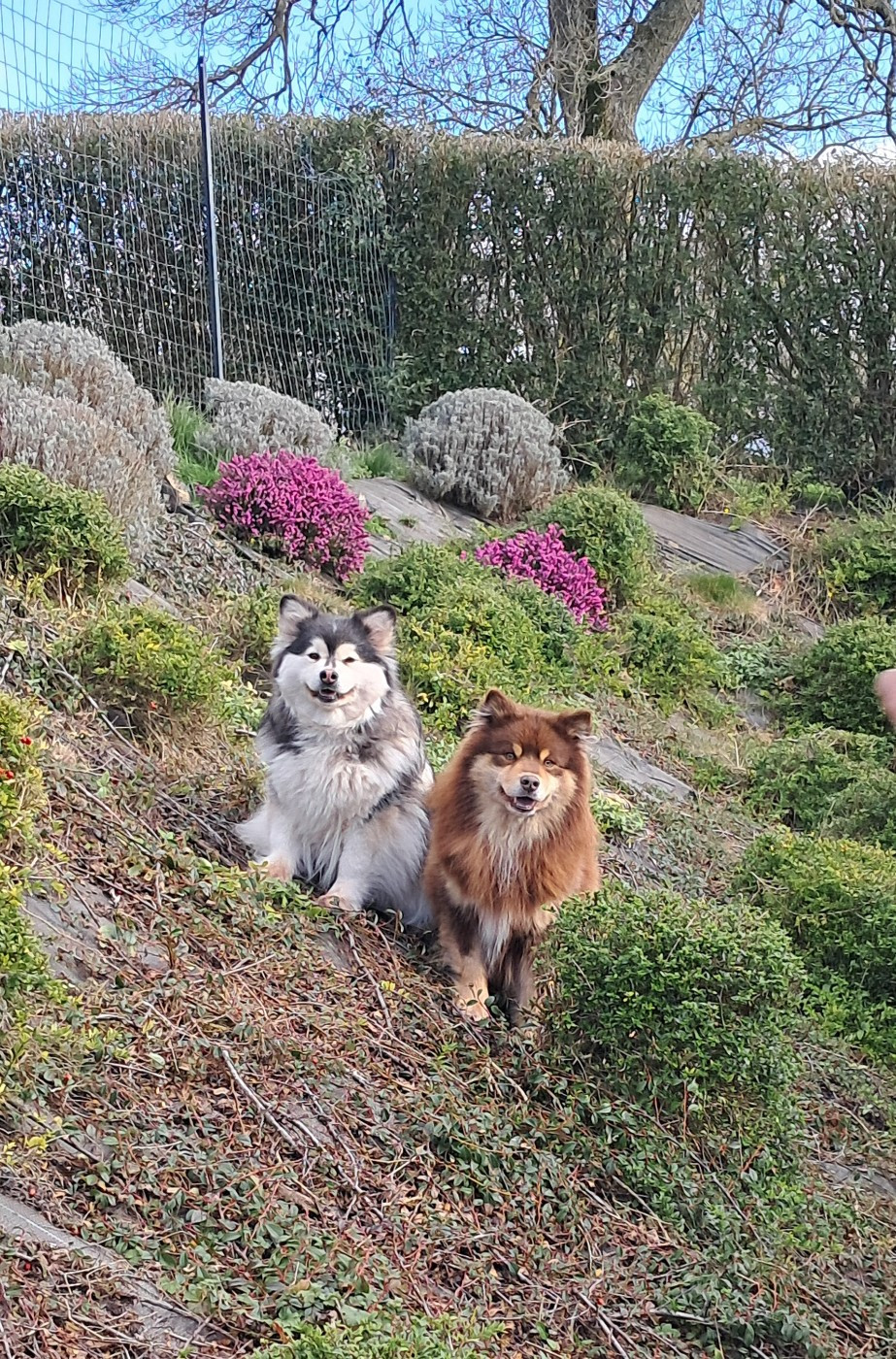 PROCHAINE NAISSANCE PREVUE MI-AVRIL