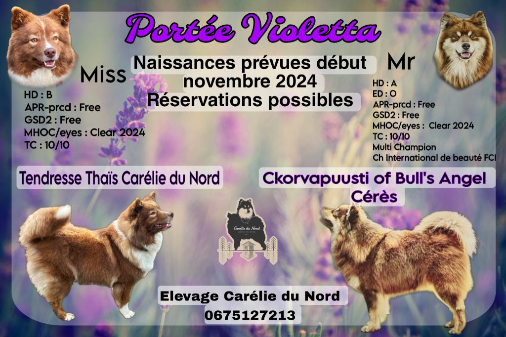 Bientôt les petits nez de la portée Portée Violetta!!!