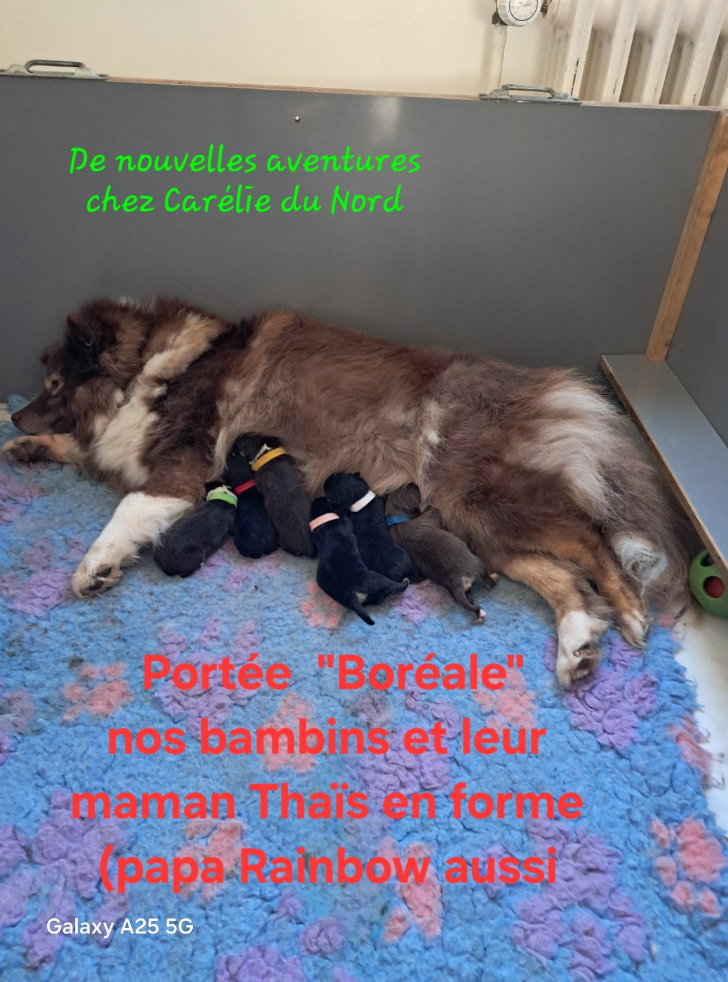 Portée BOREALE CARELIE DU NORD - ThaÏs - Rainbow