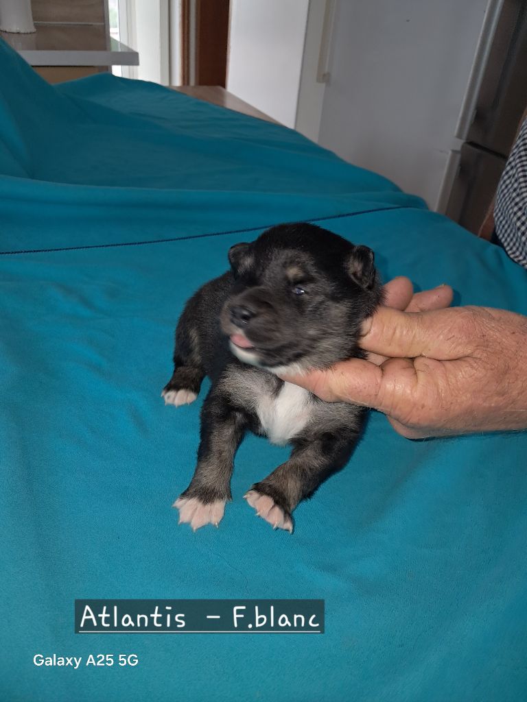 Carélie du nord - Chiots disponibles - Chien finnois de Laponie