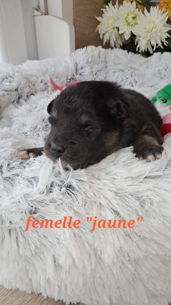 Carélie du nord - Chiots disponibles - Chien finnois de Laponie