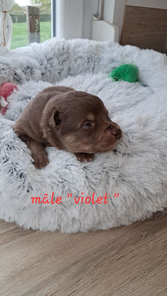 Carélie du nord - Chiots disponibles - Chien finnois de Laponie