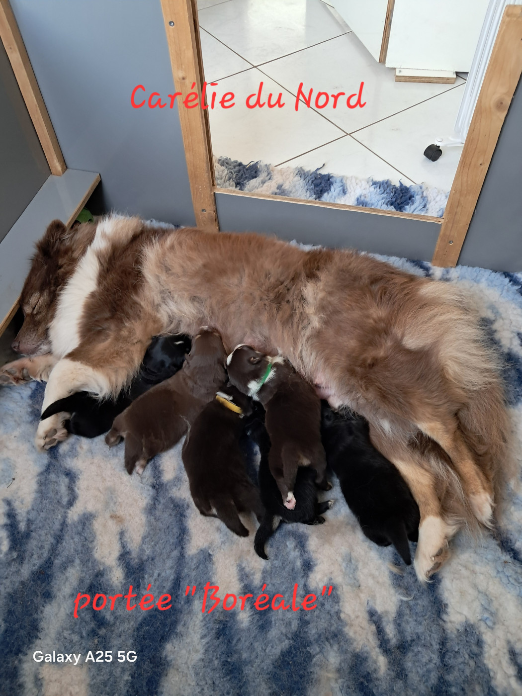 Chiot Chien finnois de Laponie Carélie du nord