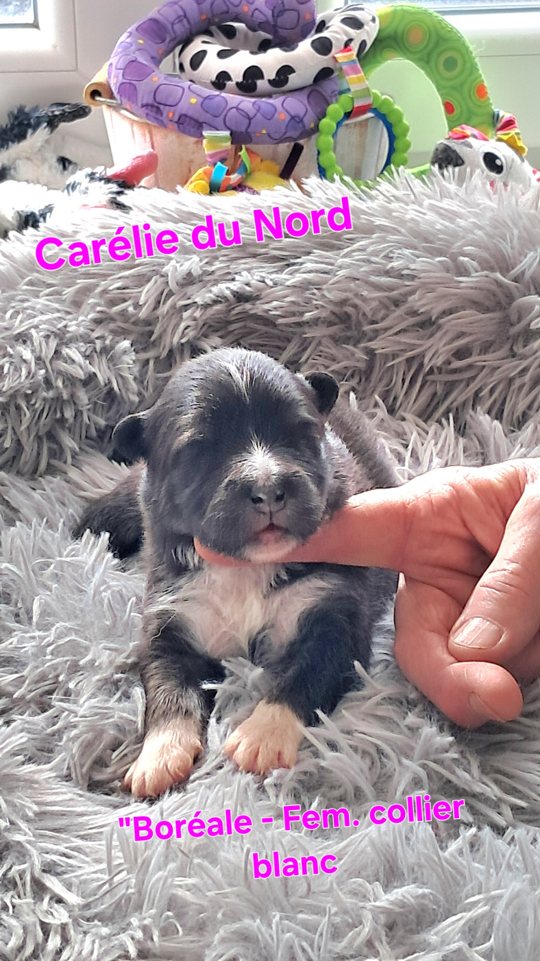 Carélie du nord - Chiots disponibles - Chien finnois de Laponie
