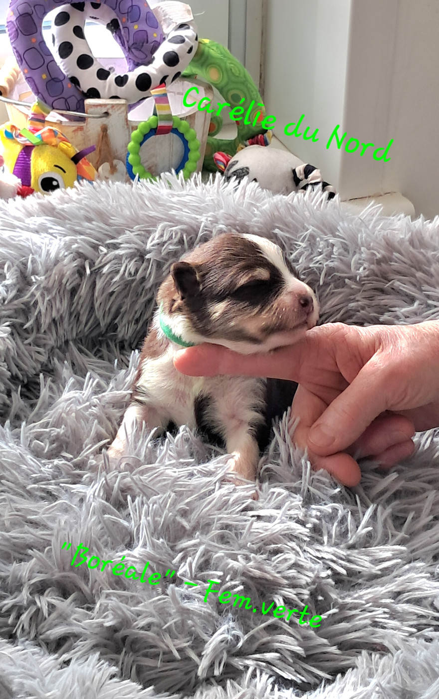 Carélie du nord - Chiots disponibles - Chien finnois de Laponie