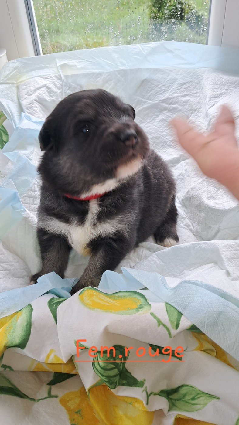 Carélie du nord - Chiots disponibles - Chien finnois de Laponie