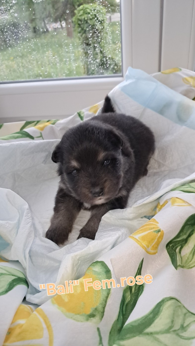 Carélie du nord - Chiots disponibles - Chien finnois de Laponie