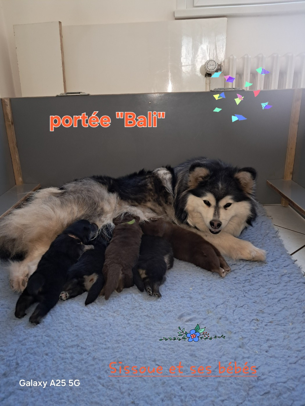 Carélie du nord - Chien finnois de Laponie - Portée née le 18/04/2026