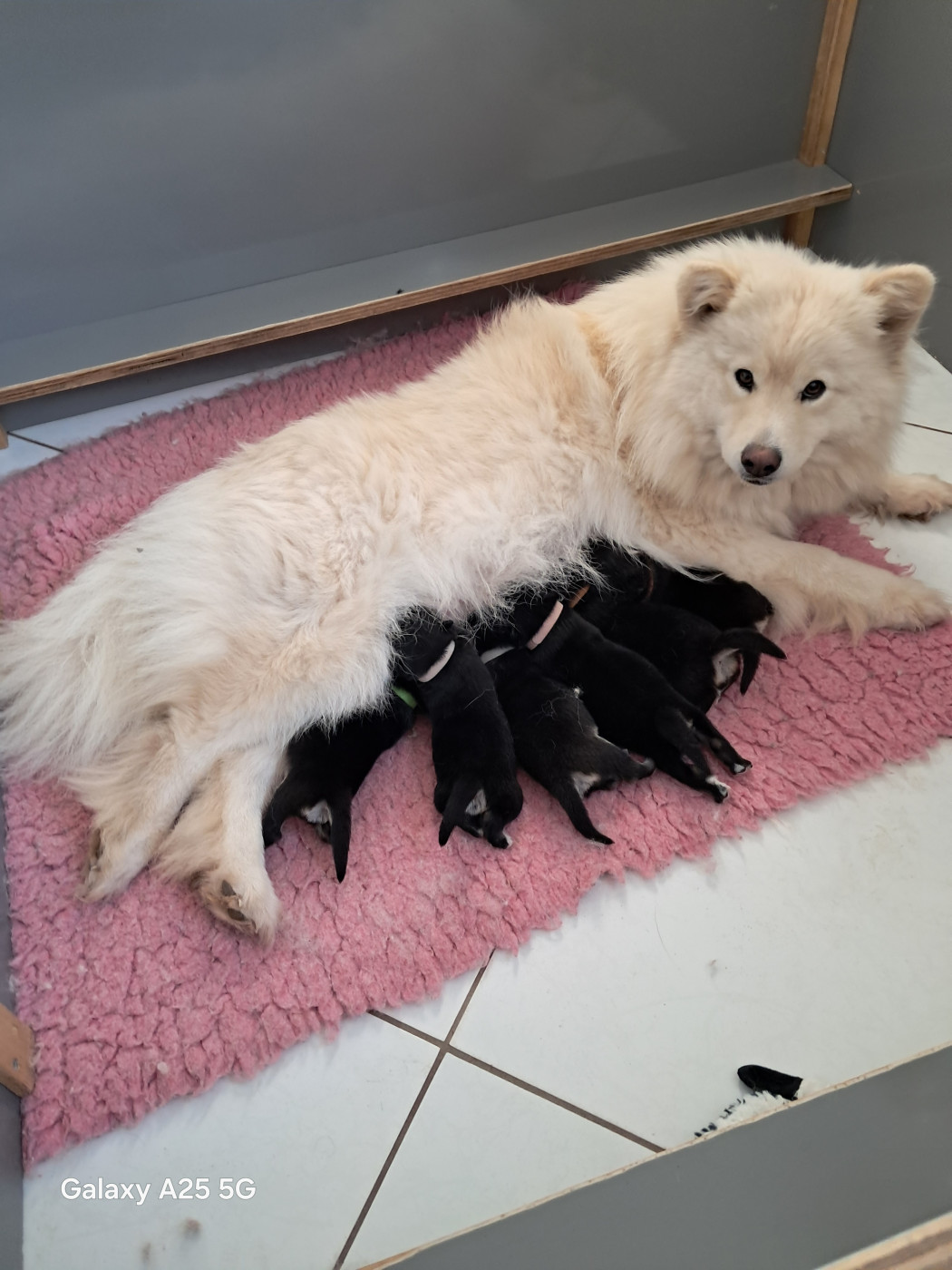 Chiot Chien finnois de Laponie Carélie du nord