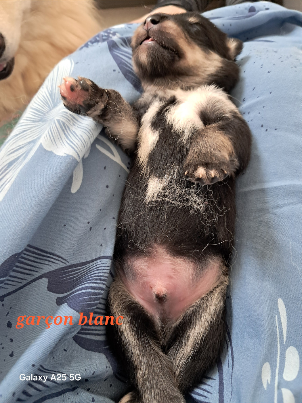 Carélie du nord - Chiots disponibles - Chien finnois de Laponie