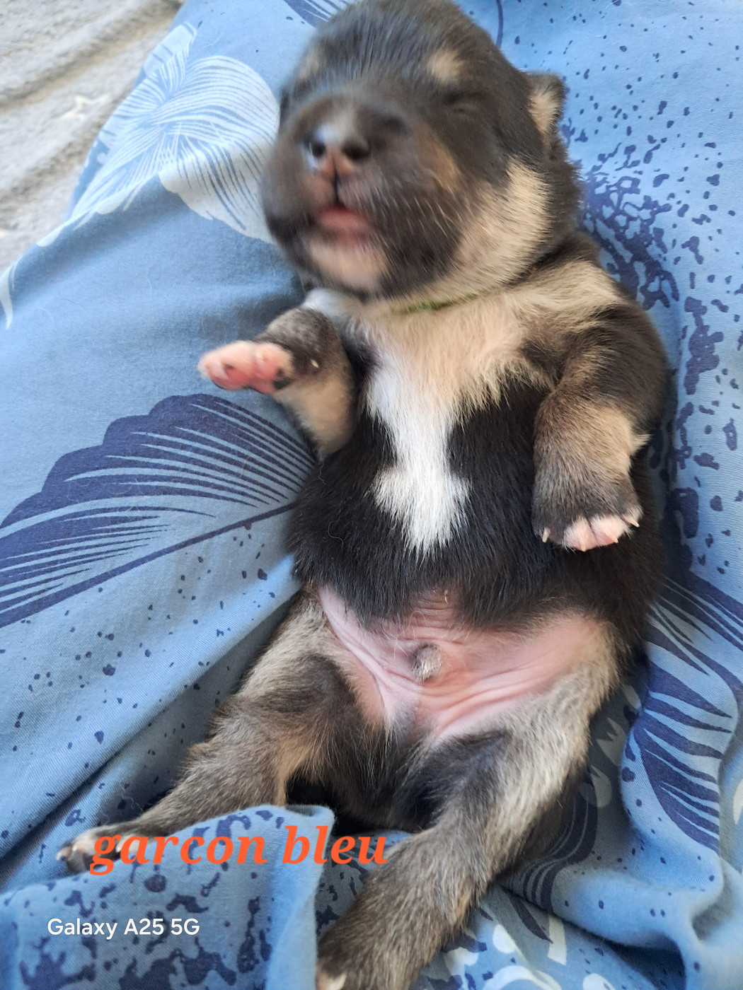 Carélie du nord - Chiots disponibles - Chien finnois de Laponie