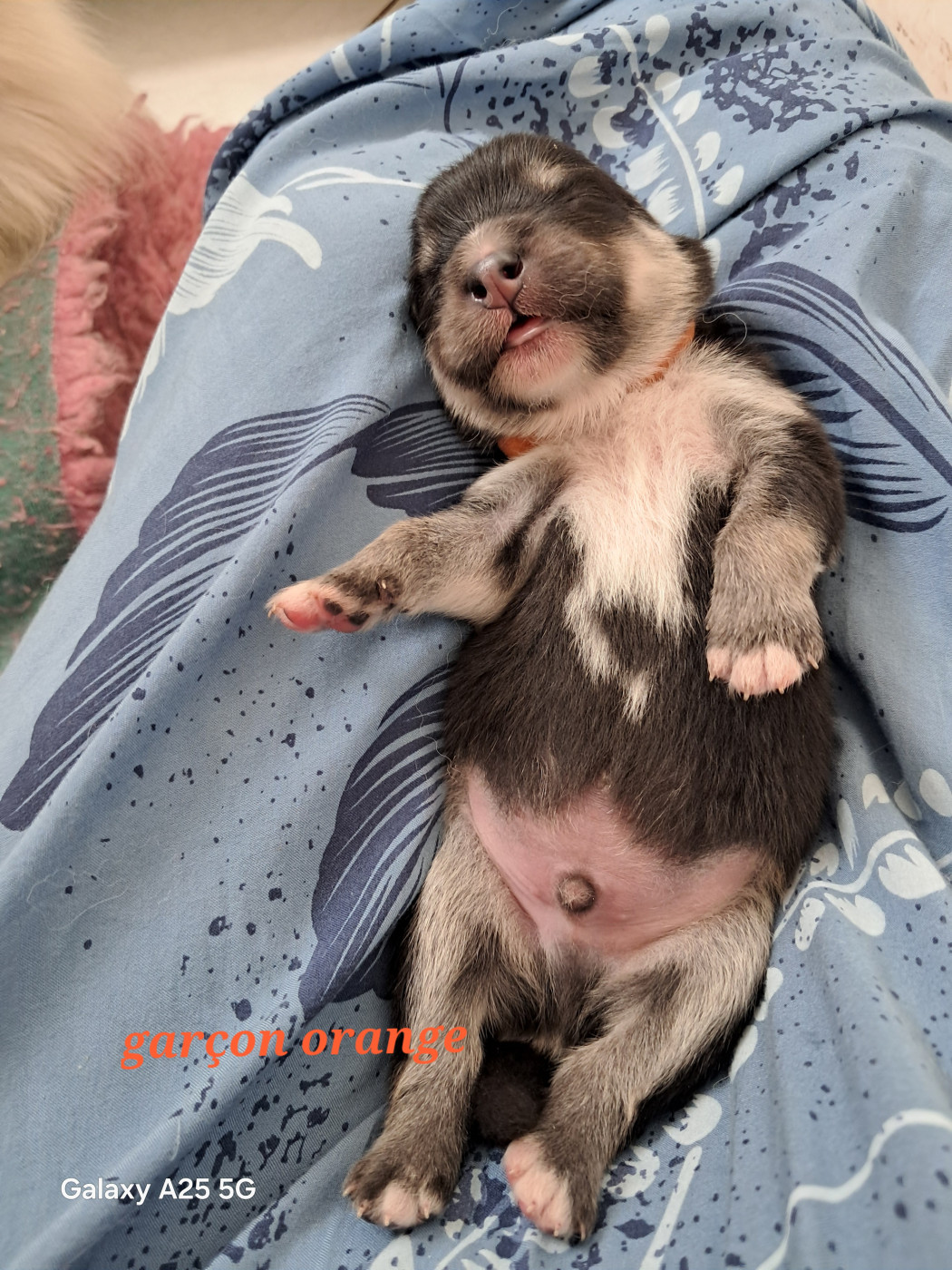 Carélie du nord - Chiots disponibles - Chien finnois de Laponie