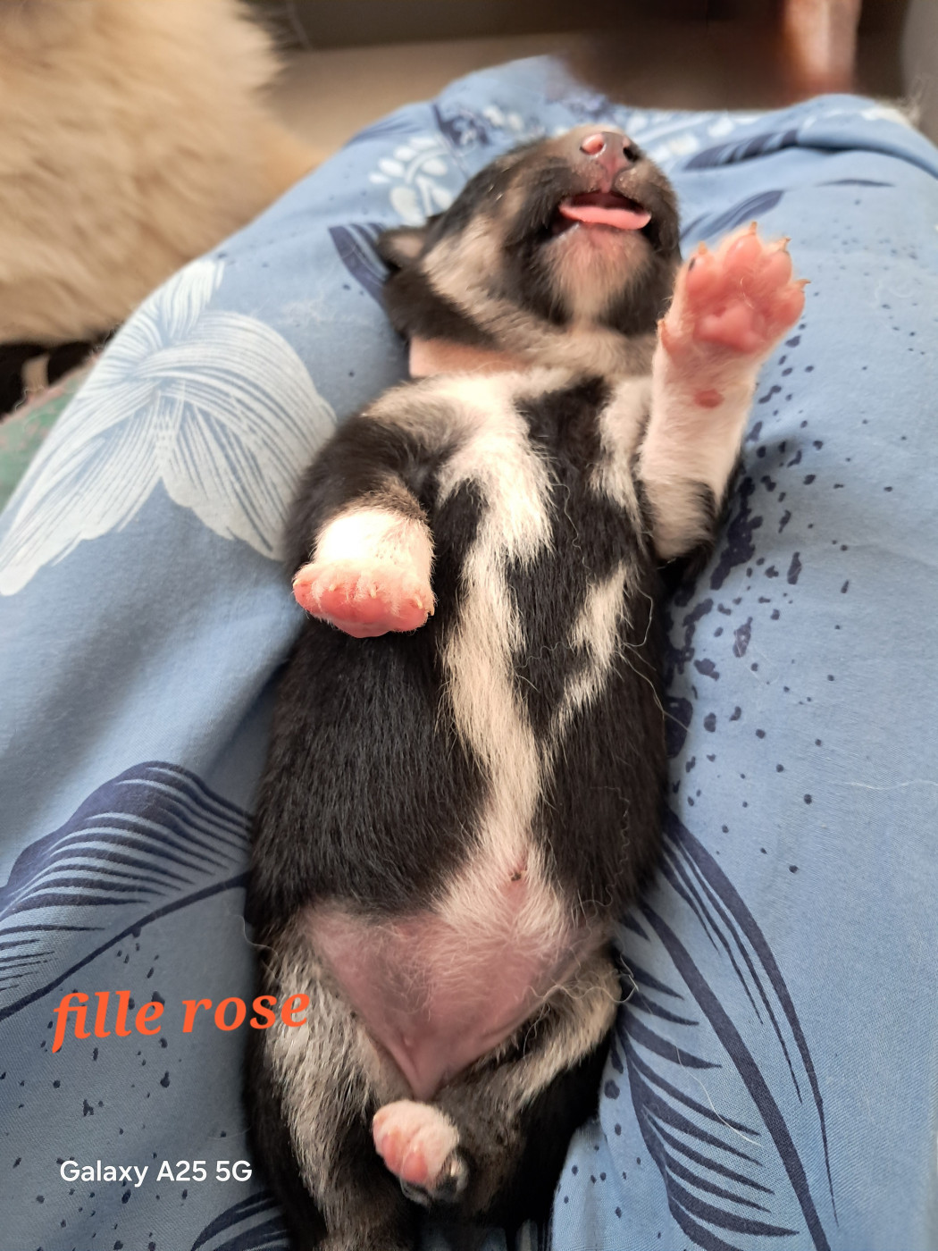 Carélie du nord - Chiots disponibles - Chien finnois de Laponie