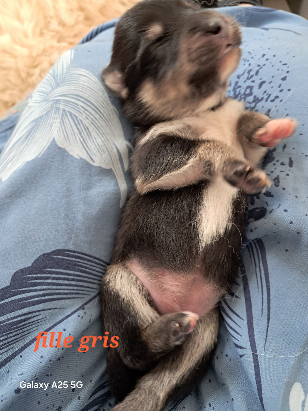 Carélie du nord - Chiots disponibles - Chien finnois de Laponie