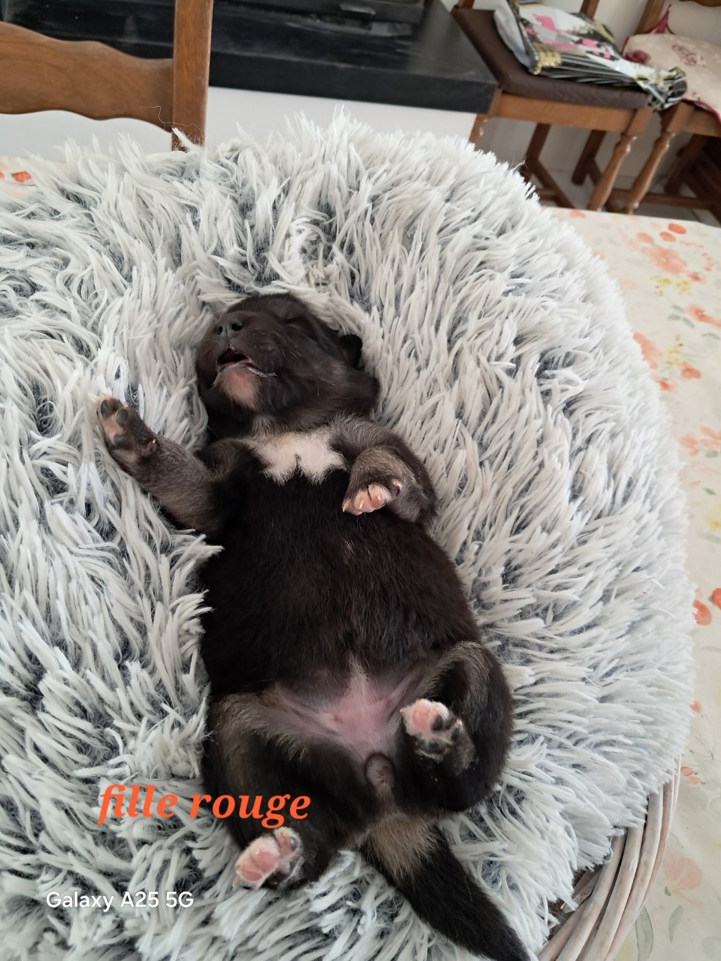 Carélie du nord - Chiots disponibles - Chien finnois de Laponie