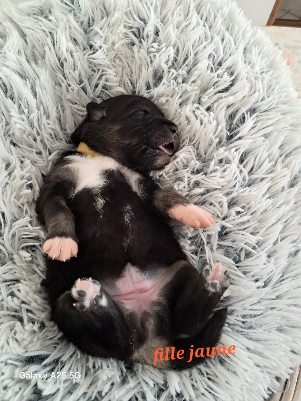 Carélie du nord - Chiots disponibles - Chien finnois de Laponie