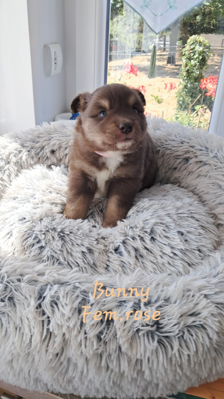 Carélie du nord - Chiots disponibles - Chien finnois de Laponie