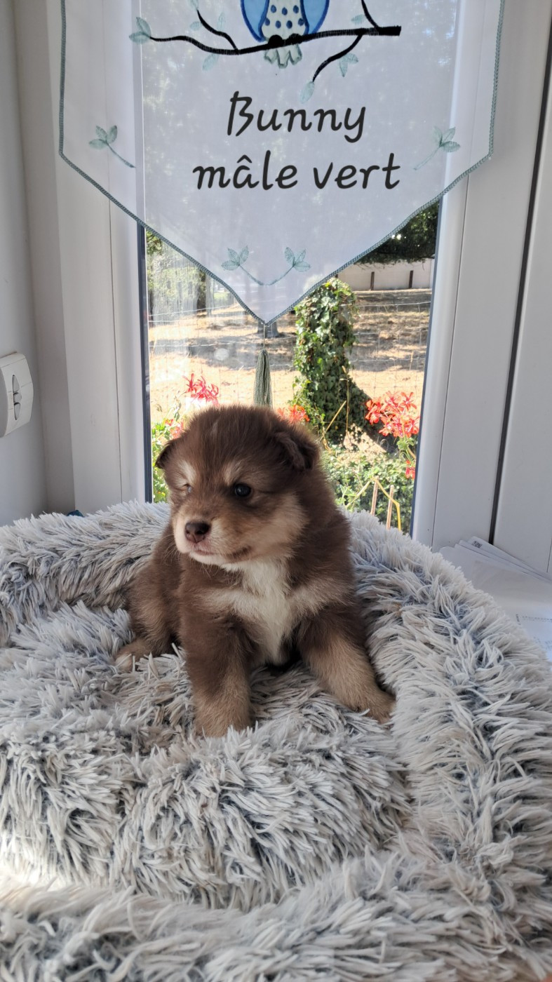 Carélie du nord - Chiots disponibles - Chien finnois de Laponie