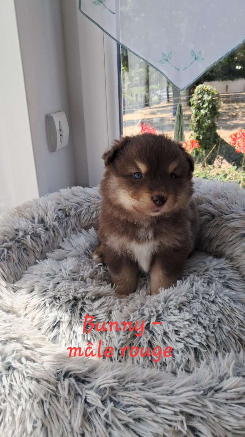 Carélie du nord - Chiots disponibles - Chien finnois de Laponie