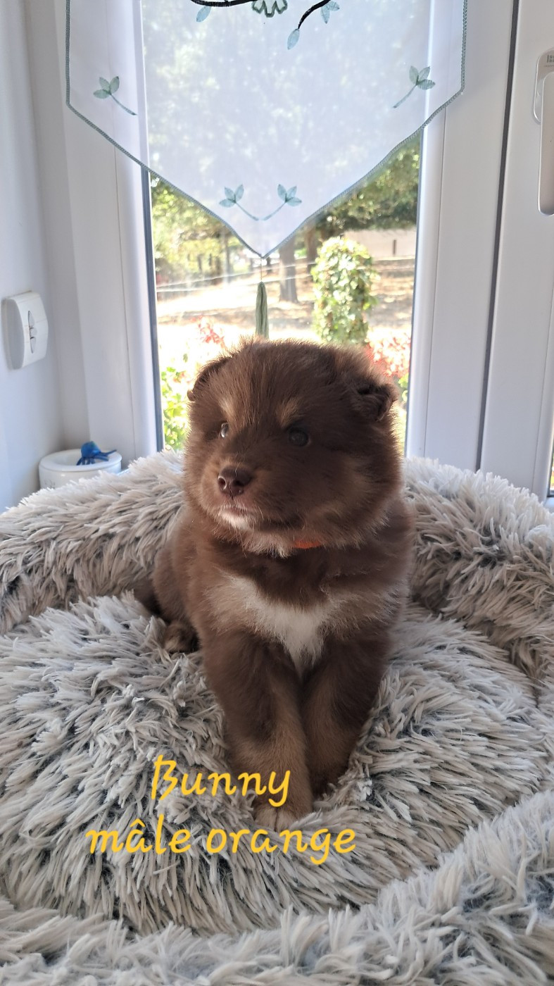 Carélie du nord - Chiots disponibles - Chien finnois de Laponie