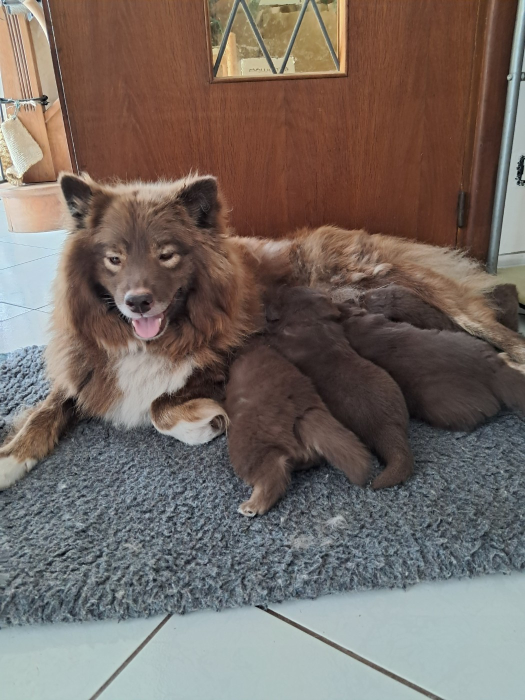 Carélie du nord - Chien finnois de Laponie - Portée née le 13/07/2026