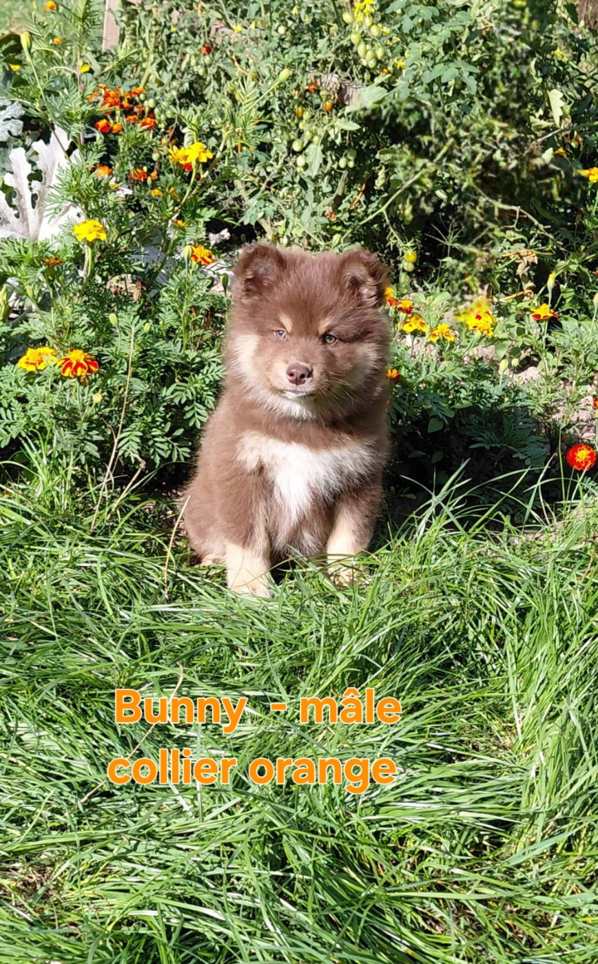 Carélie du nord - Chiots disponibles - Chien finnois de Laponie