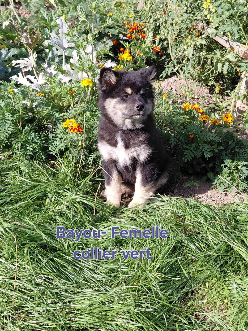 Carélie du nord - Chiots disponibles - Chien finnois de Laponie