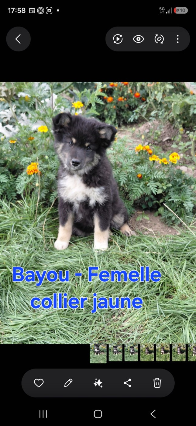 Carélie du nord - Chiots disponibles - Chien finnois de Laponie
