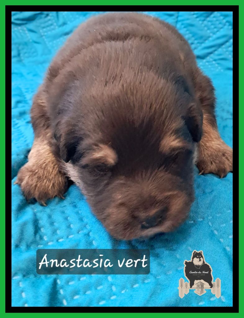 Carélie du nord - Chiots disponibles - Chien finnois de Laponie