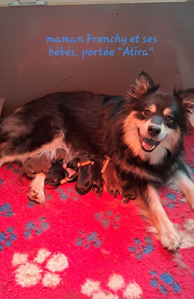 Carélie du nord - Chien finnois de Laponie - Portée née le 03/10/2025
