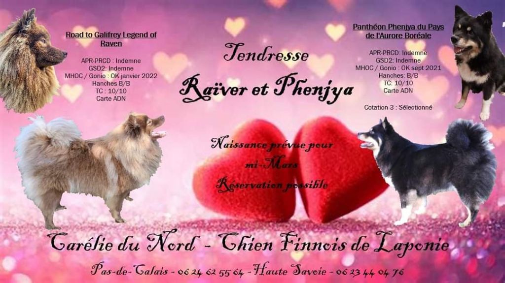 Carélie du nord - Chien finnois de Laponie - Portée née le 20/03/2022