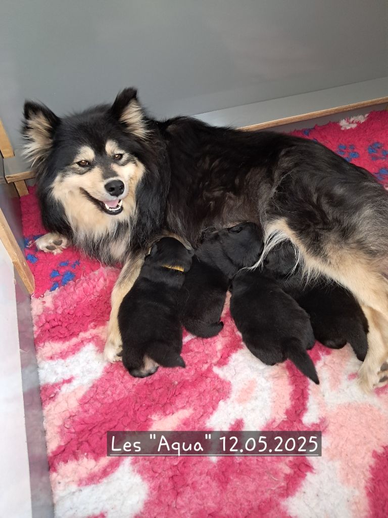 Chiot Chien finnois de Laponie Carélie du nord