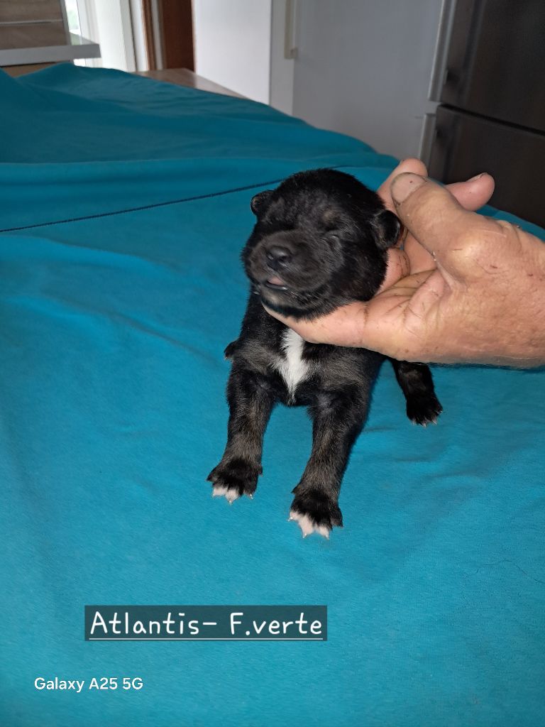 Carélie du nord - Chiots disponibles - Chien finnois de Laponie