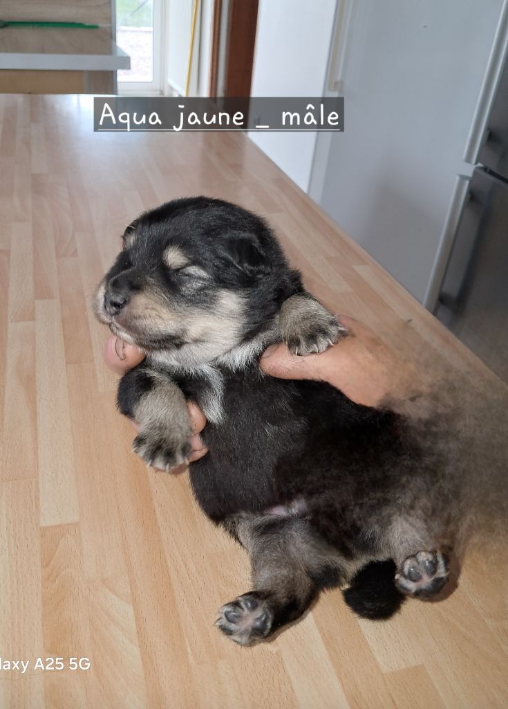 Carélie du nord - Chiots disponibles - Chien finnois de Laponie