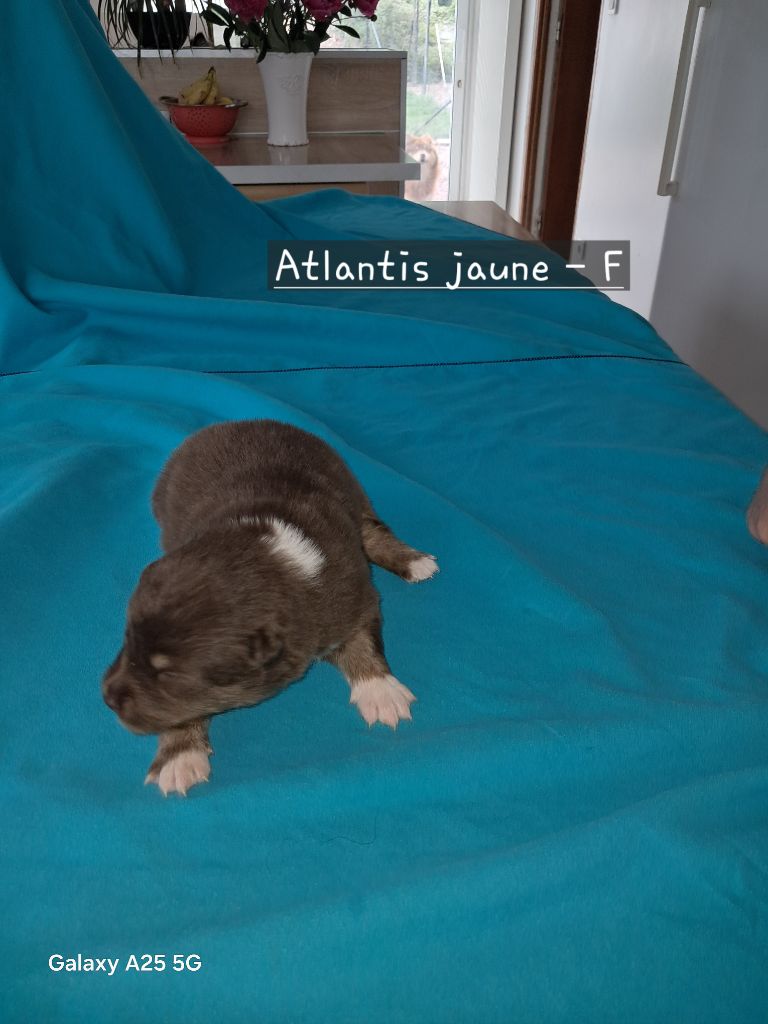 Carélie du nord - Chiots disponibles - Chien finnois de Laponie