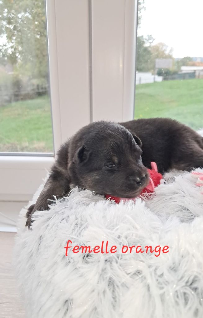Carélie du nord - Chiots disponibles - Chien finnois de Laponie