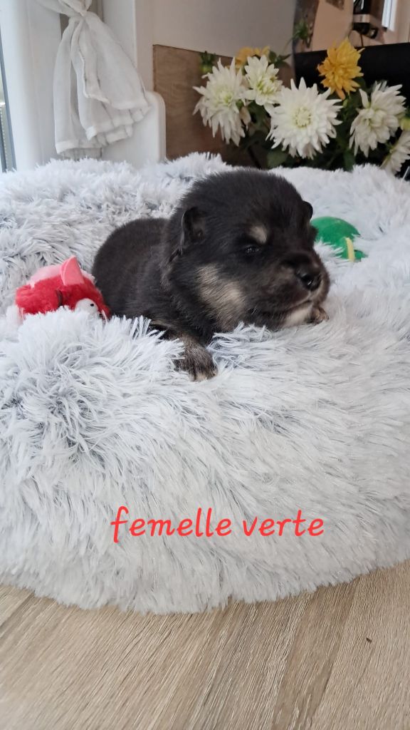 Carélie du nord - Chiots disponibles - Chien finnois de Laponie
