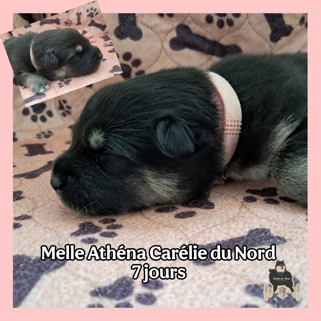 Carélie du nord - Chiots disponibles - Chien finnois de Laponie
