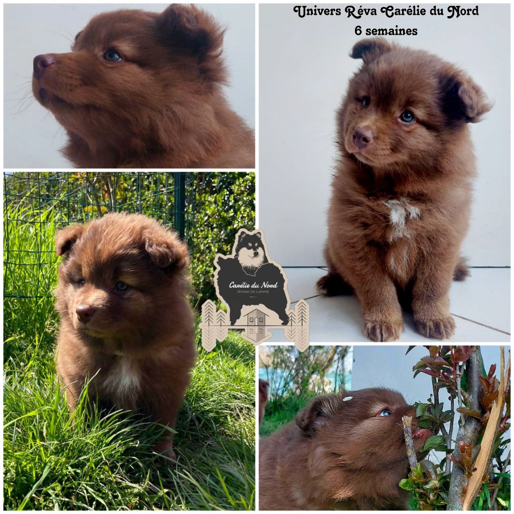 Carélie du nord - Chien finnois de Laponie - Portée née le 25/02/2023