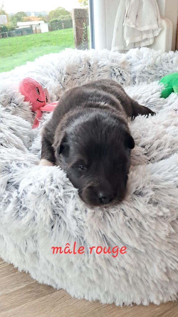 Carélie du nord - Chiots disponibles - Chien finnois de Laponie