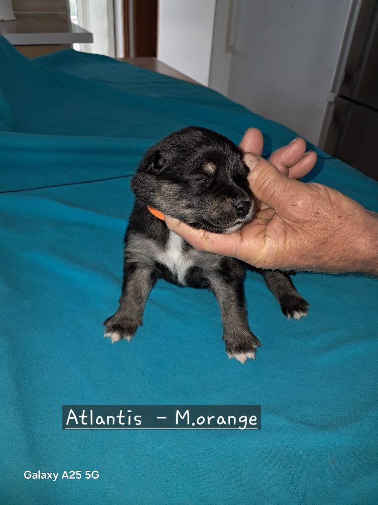 Carélie du nord - Chiots disponibles - Chien finnois de Laponie