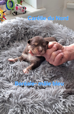 chiot mâle collier bleu