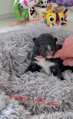 chiot mâle collier rouge