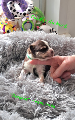 chiot femelle collier vert