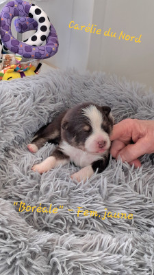 chiot femelle collier jaune