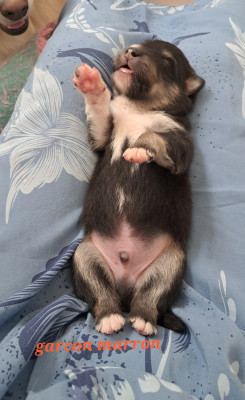 chiot mâle collier rouge
